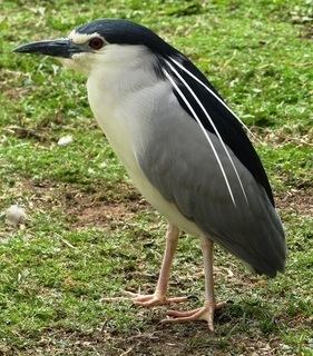 Nycticorax Nycticorax nycticorax Linnaeus 1758 Discover Life