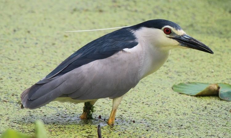 Nycticorax FileNycticorax nycticorax jp1JPG Wikimedia Commons