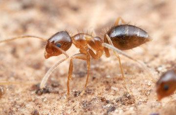 Nylanderia School of Ants