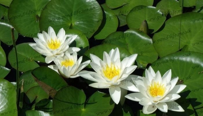 Nymphaea alba Nymphaea alba White Water Lily plants deep water plants Pond