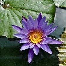 Bleu Lily/fleurs de lotus-Nymphaea Caerulea 12.5 G 