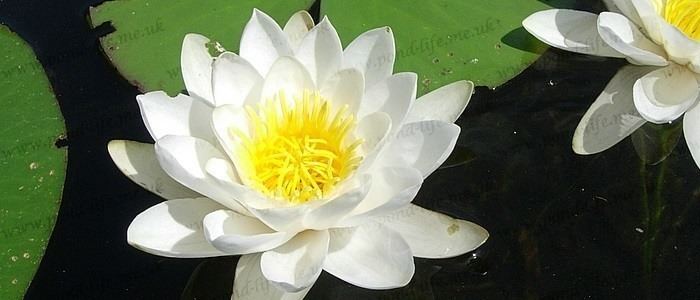 Nymphaea candida Nymphaea candida Dwarf White Water Lily plants deep water
