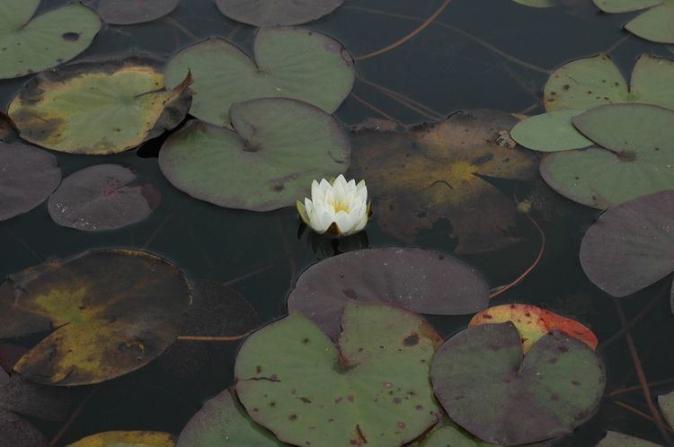 Nymphaea leibergii Nymphaea leibergii Nymphaeaceae image 24646 at PlantSystematicsorg