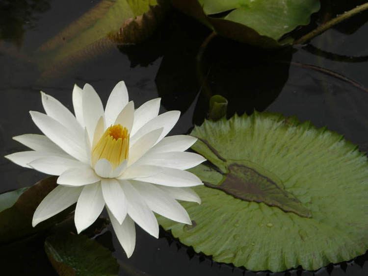 Nymphaea lotus Nymphaea lotus Tiger Lotus World of Flowering Plants