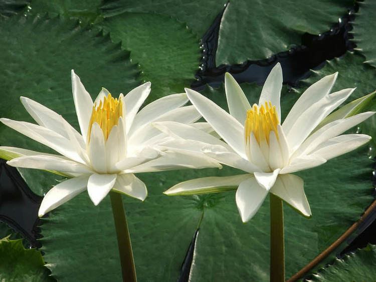 Nymphaea lotus Nymphaea lotus Tiger Lotus World of Flowering Plants