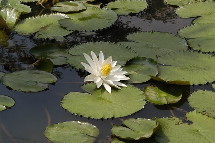 Nymphaea lotus Nymphaea lotus L Checklist View