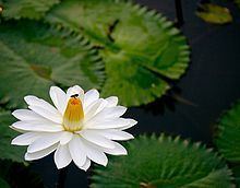 Nymphaea lotus httpsuploadwikimediaorgwikipediacommonsthu