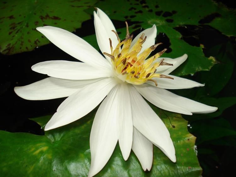 Nymphaea lotus Tiger Lotus Nymphaea lotus 39Zenkeri39