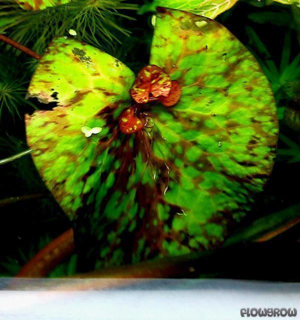 Nymphaea micrantha httpswwwflowgrowdedbimagesaquaticplantsde