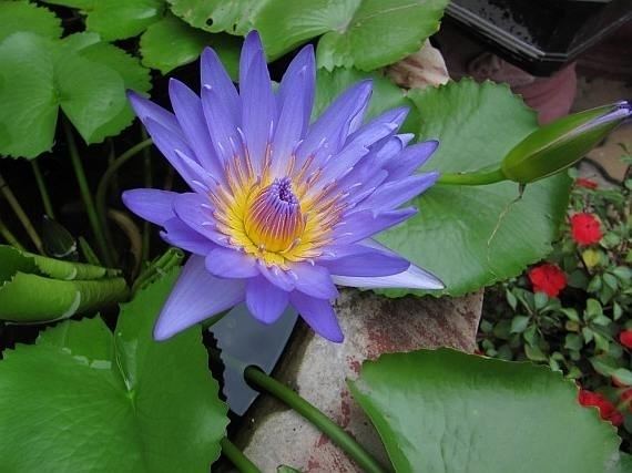 Nymphaea nouchali Nymphaea Nouchali Seeds Blue Water Lily Star Lotus