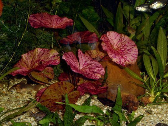 Nymphaea zenkeri Tiger Lotus Red Nymphaea zenkeri Low Light Aquarium Plants