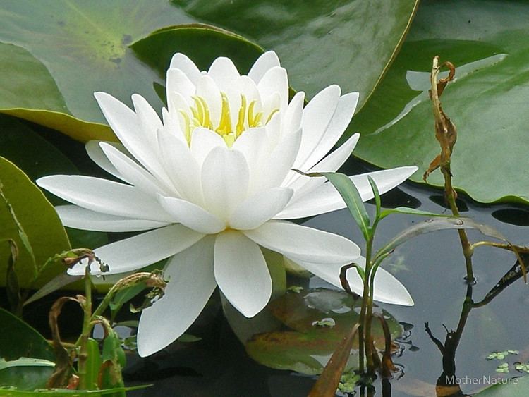 Nymphaeaceae White Water Lily Nymphaeaceaequot by MotherNature Redbubble