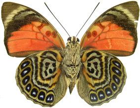 Nymphalidae Nymphalidaenet