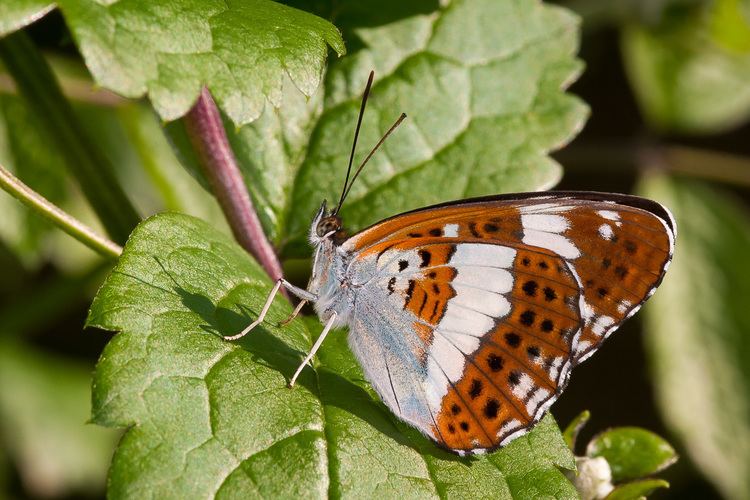 Nymphalidae UK Butterflies Nymphalidae