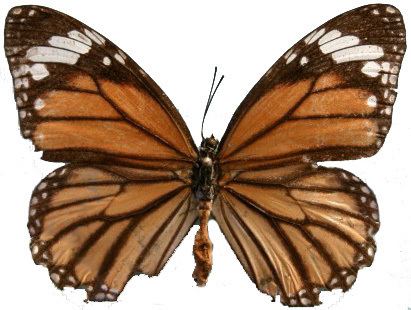 Nymphalidae The Nymphalidae Systematics Group