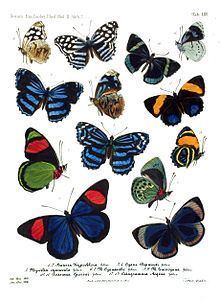 Nymphalidae httpsuploadwikimediaorgwikipediacommonsthu