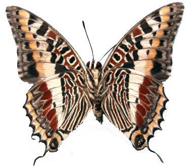 Nymphalidae The Nymphalidae Systematics Group