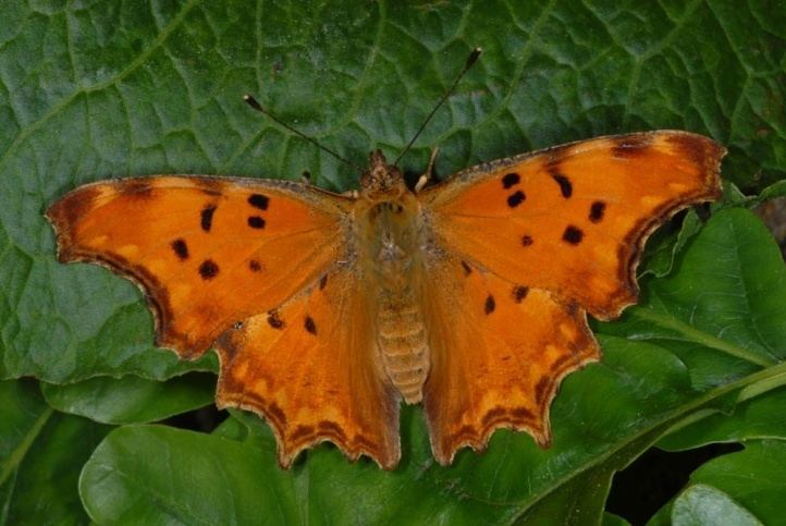 Nymphalis European Lepidoptera and their ecology Nymphalis egea