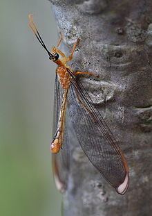 Nymphidae Nymphidae Wikipedia