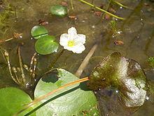 Nymphoides aquatica httpsuploadwikimediaorgwikipediacommonsthu