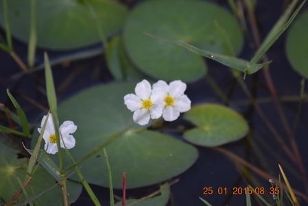 Nymphoides hydrophylla Nymphoides hydrophylla Loureiro Kuntze Species India