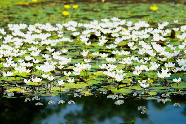 Nymphoides hydrophylla White water snowflake Nymphoides hydrophylla aquatic plant stock