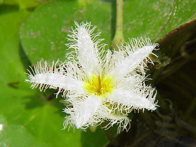 Nymphoides indica Water Snowflake Nymphoides indica