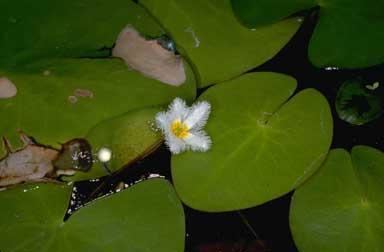 Nymphoides indica Nymphoides indica Useful Tropical Plants