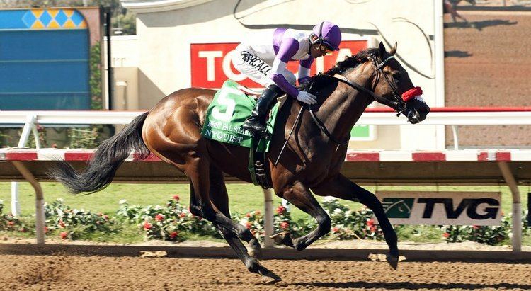 Nyquist (horse) Is Nyquist the Next Great American Racehorse American Horse