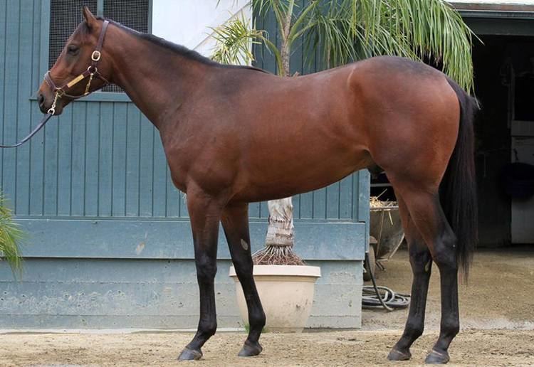 Nyquist (horse) 2016 Kentucky Derby Nyquist Pedigree Profile Pedigree Power