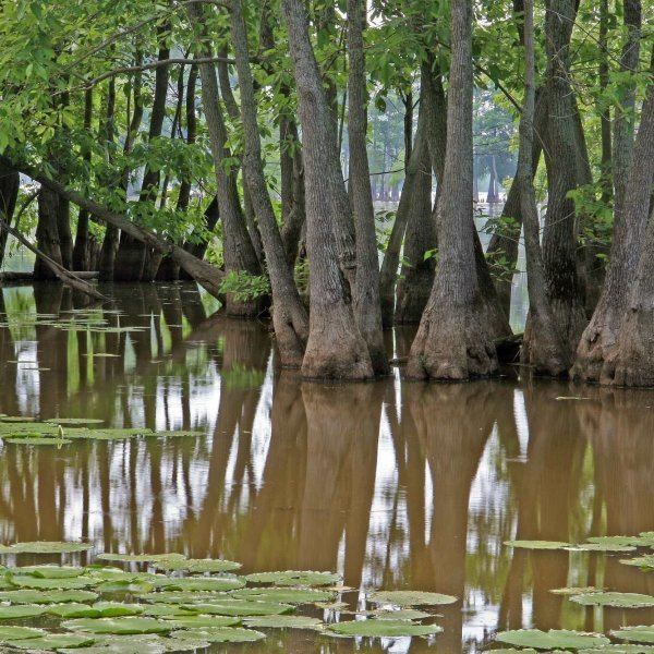 Nyssa aquatica NYSSA AQUATICA Swamp Tupelo