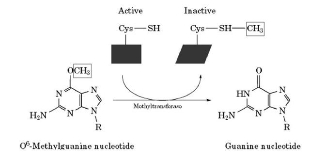O-6-methylguanine-DNA methyltransferase whatwhenhowcomwpcontentuploads201105tmp43