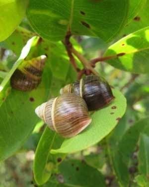 Oʻahu tree snail Oahu Tree Snails Endangered Animals Class of 2019