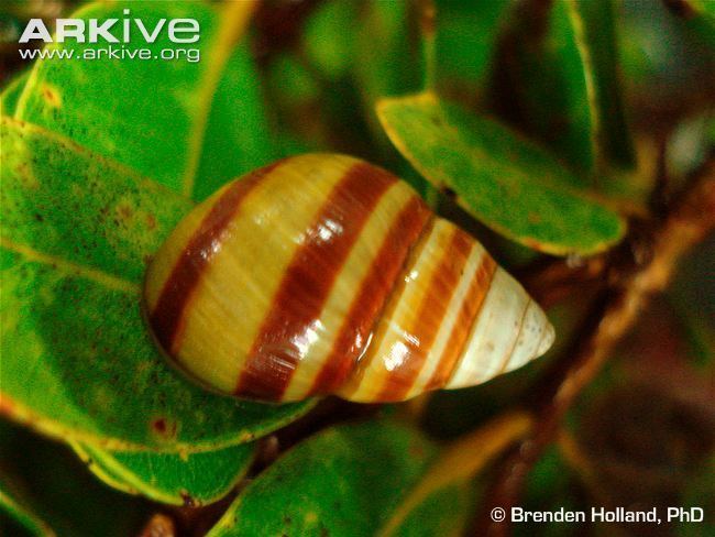 Oʻahu tree snail Oahu tree snail videos photos and facts Achatinella byronii ARKive