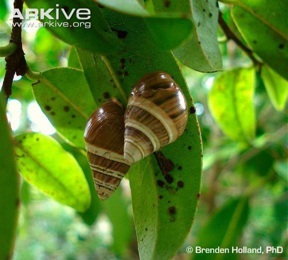 Oʻahu tree snail Oahu tree snail videos photos and facts Achatinella mustelina