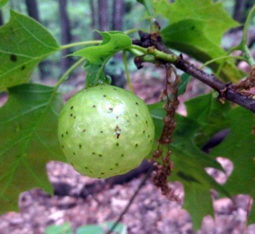 Oak apple Oak Apple Gall New Hampshire Garden Solutions