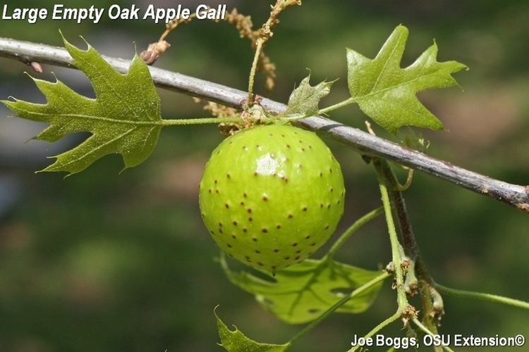 Oak apple Oak Apple Wasp Galls BYGL