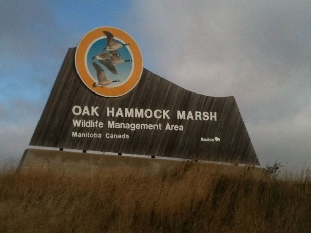Oak Hammock Marsh Oak Hammock Marsh Maple Leaf Survival