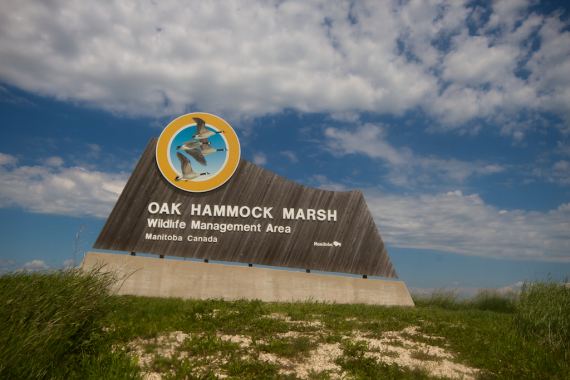 Oak Hammock Marsh httpsphotonaturalistfileswordpresscom20150