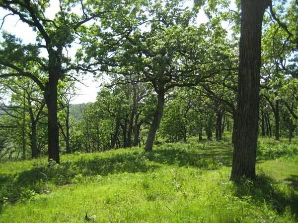 Oak savanna Oak Savannas