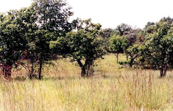Oak savanna Trees of Oak Savannas