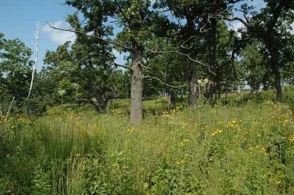 Oak savanna Oak Savannas characteristics restoration and longterm management