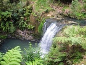 Oakley Creek Oakley Creek Loop bush walk in Auckland