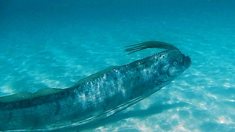 Oarfish Oarfish The Ultimate Fish Tale Science Friday