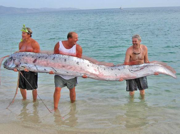 Oarfish Oarfish Can Supposedly Predict Earthquakes Apparently They Suck At