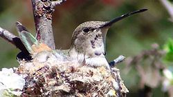 Oasis hummingbird httpsuploadwikimediaorgwikipediacommonsthu