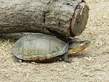 Oaxaca mud turtle httpsuploadwikimediaorgwikipediacommonsthu