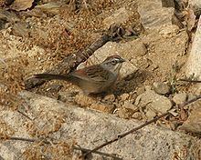 Oaxaca sparrow httpsuploadwikimediaorgwikipediacommonsthu