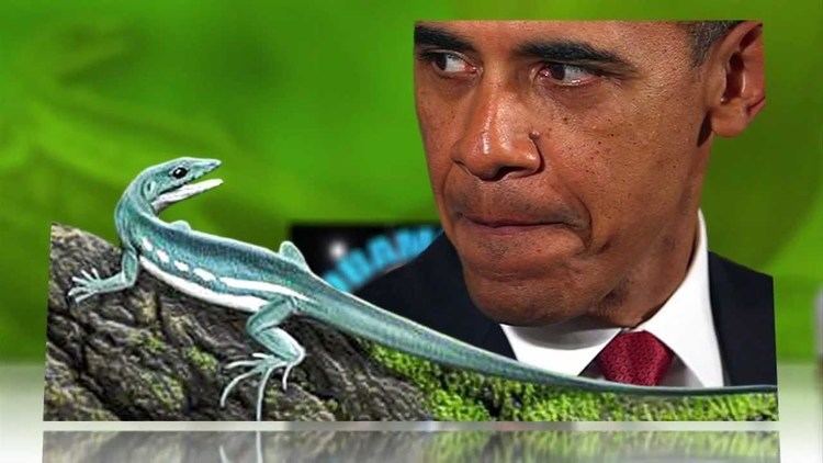 Obamadon Meet Obamadon the Lizard Name for the President YouTube