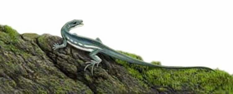 Obamadon Obamadon lizard offers a preview of names to come The Boston Globe